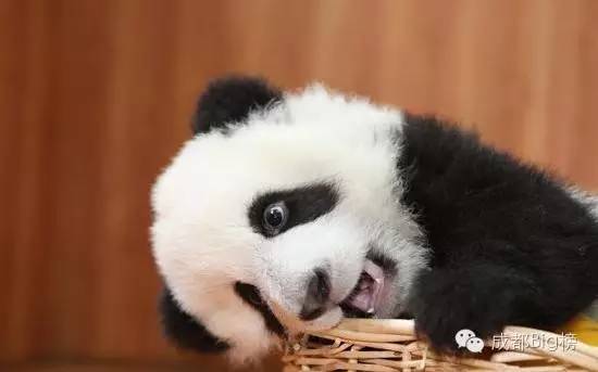 成都这8道真·暗黑料理，从嘴一路黑到菊花，但我心里亮啊